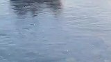 公园里狗拉雪橇造型让人无力吐槽，都成这这样了还要上班
