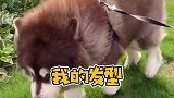 给我家凯凯发型都吹乱了