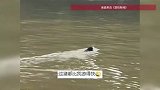 南京野猪渡江，江豚伴游、黑鸢伴飞，网友：真“疯狂动物城”