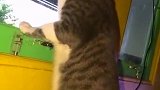 猫：好像对面的二狗子在吵架呀！