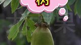 寿命能达5000年，能吃能喝还能住，一棵树养活一家人