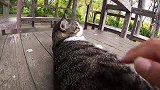 公园遇到超美亲人长毛猫