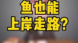 难道鱼也能上岸走路？