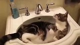 猫咪手欠, 自己打开了水龙头, 结果悲剧了
