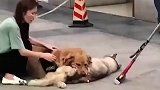 金毛咬住同类不松口，铲屎官见状不知所措！