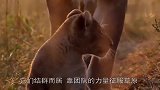 落单母狮被野狗群追杀，不料野狗王惨遭反杀咬死，野狗慌乱而逃