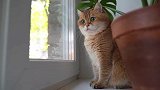 金渐层猫咪的样子，萌萌的，简直不要太可爱了！