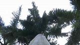 广东佛山：飞来横祸！树上掉下一片枯叶，过路男子被砸晕？