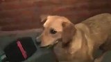 南美联赛足球狗全程抢镜 带球狂奔球员追不上 还接受赛后采访