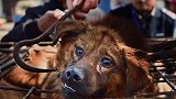 上海一高校保安将流浪狗套袋打死：涉事保安已被停职