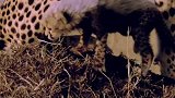 猎豹妈妈外出狩猎，把幼崽独自留在家里，太危险了！