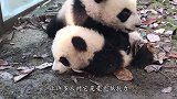 考拉打架输了，坐在地上哇哇大叫，下一秒请忍住别笑