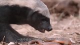 蜜獾妈妈为了保护孩子，猛的扑向豹子，镜头记录全过程