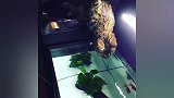 自从家里买了鱼缸，猫天天跑到鱼缸上喝水