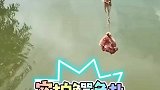 实拍鳄鱼扑食，瞬间霸气侧漏