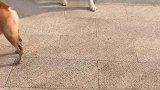 狗狗能有什么坏心思呢？