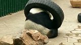一个轮胎，大熊猫玩儿的真开心！