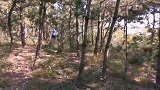 今天又来上山寻找野花椒，山上还有板栗树