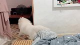 萨摩每天睡醒的第一件事就是来床上溜达一圈