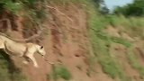 狮子爬树抓猩猩，豹子救了小猩猩后，竟悉心照料