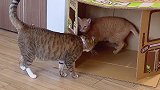 猫急跳窗……