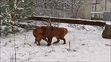 两只狐狸在雪地里玩耍，网友：它们是在跳狐步舞吗？