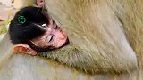 小奶猴紧紧地抱住妈妈醒来就喝奶