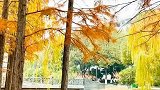 春风不解意，明月总相随。往事已随风，山水总关情。