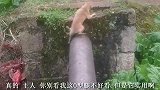 汪星人搞笑合集，逗死了
