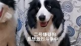 经过激烈的询问，最后偷吃了披萨的小狗终于自首了