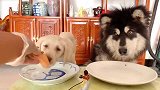 狗子不听话怎么办，广东网友表示：很简单，给它舔盘子就好