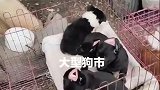 大狗市，宠物挑选