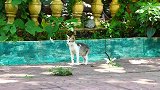 无家可归的小猫咪很可怜，带点鱼肉给它吃，小家伙吃得很开心
