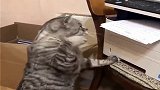 狸花猫：我这么努力，不给加猫粮说不过去了！