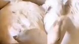 鹅为什么阻止同伴下蛋