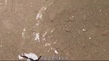 人类历史有13万年的空白期间基因突变，错误进化成别的物种