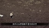 男子在野外发现兔子窝，放雪貂进洞后，兔子窝炸了锅！