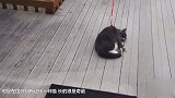 30000一只的猫 身上从来不长毛 你舍得买吗？