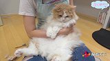猫咪：铲屎官你在碰我的话，可是要加钱的