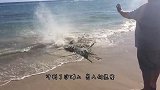 虎鲸搁浅在沙滩上，知道自己已经无法得救，竟流出了眼泪