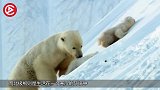 黑熊和北极熊哪个更强？为了食物大打出手，镜头记录全过程