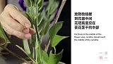 关于我的骄傲放纵，来自于桔梗茶花