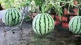 在地里摘了个西瓜，结果掰开一看雷到我了，这到底是个什么鬼啊？