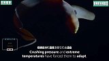 深海生物有着怎样的诡异画风？真的能帮助人类治疗疾病吗？