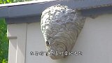 国外马蜂泛滥成灾，男子将喷火器对准马蜂窝，马蜂逃无可逃