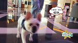 探店天津宠物友好酒店！假期的时候再也不怕狗子孤独在家了！