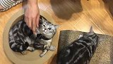 猫咪闻了猫薄荷后的反应太奇妙了，四处打滚