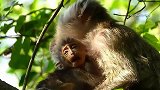 瘦弱的小猴（heidi)抱住了猴妈，眼神无力，非常的虚弱！