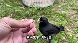 看八哥有多喜欢吃花生米，为了吃到花生米也太听话了