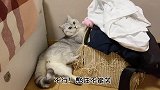 主人去上班，猫咪兴奋地开启癫狂模式，喵：我控制不住我自己